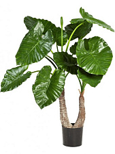 Декоративное растение  Алоказия Калидора 100см 2 ствола, арт.10.55603N