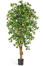 Декоративное растение Гинкго зеленый в горшке 3,1м арт.20163