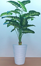 Декоративное растение "Кудоакантус" в узком светлом кашпо, высота 147 см .
