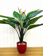 Декоративное растение "Стрелеция" в  красном кашпо, высота 80 см .